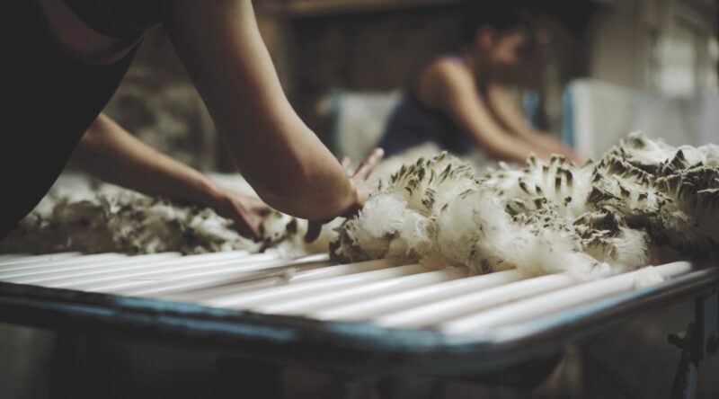 Len merino là gì? Ứng dụng len merino trong thời trang cùng Japan Laundry tìm hiểu nhé . Len merino là gì? Ứng dụng len merino trong thời trang cùng Japan Laundry tìm hiểu nhé .
